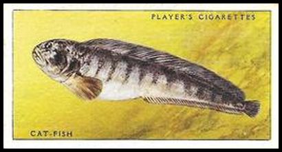 37 Cat Fish